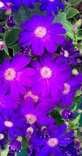 色彩丰富多样性的观赏性植物瓜叶菊（富贵菊）唯美图片