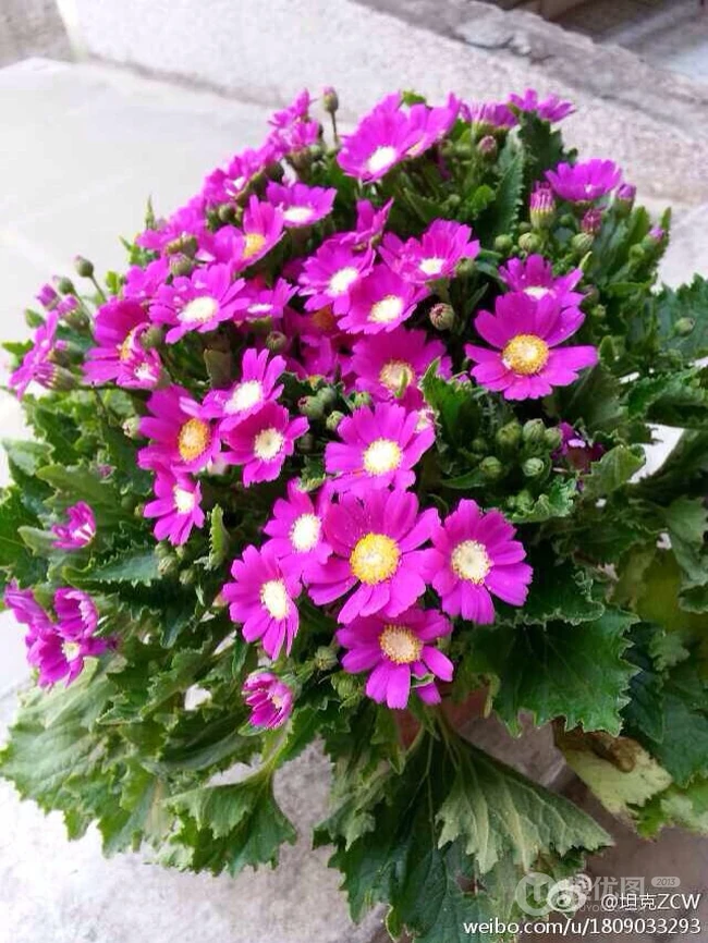 瓜叶菊，春天很招摇（花期1-4月）的大花瓣花卉植物精美好看图片