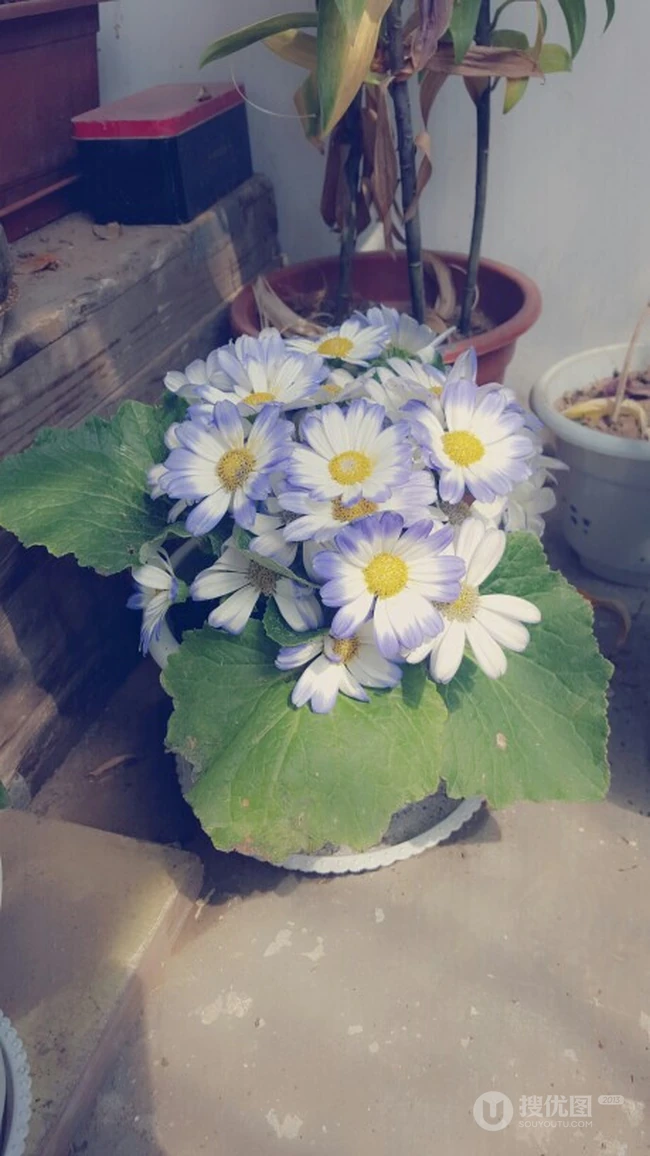 瓜叶菊，春天很招摇（花期1-4月）的大花瓣花卉植物精美好看图片
