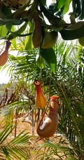 猪笼草，奇特的热带食虫植物猪笼草图片