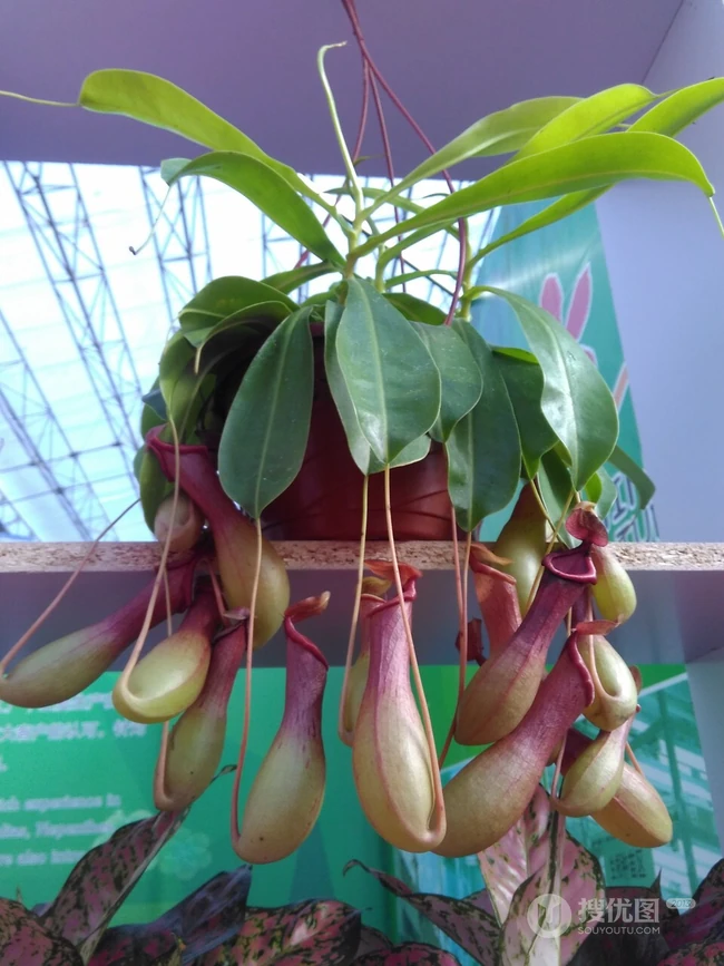 猪笼草，奇特的热带食虫植物猪笼草图片