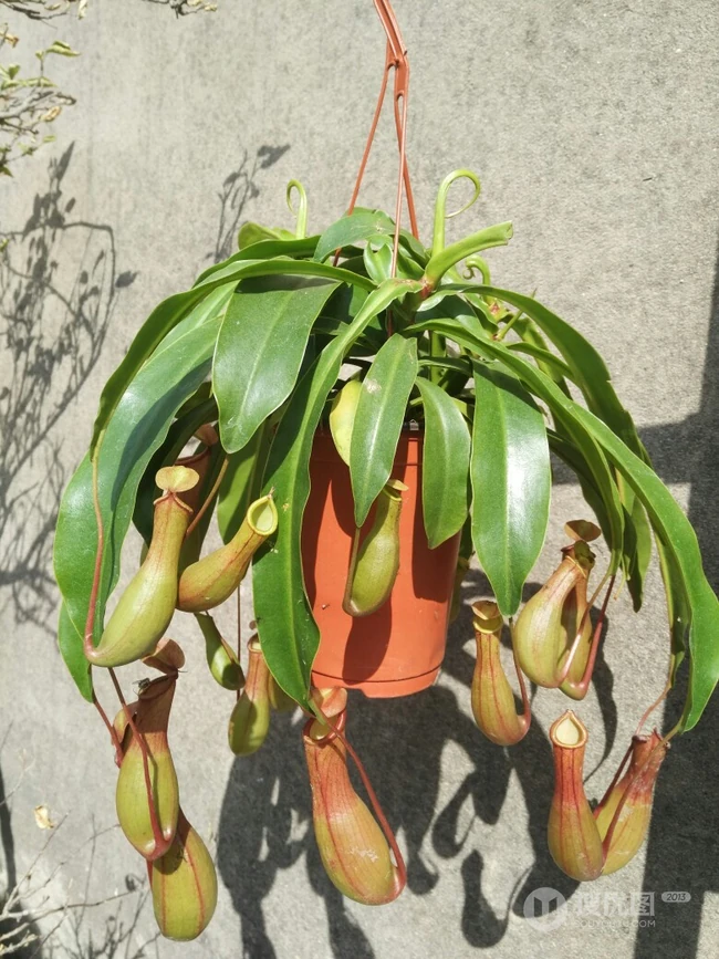 猪笼草，奇特的热带食虫植物猪笼草图片