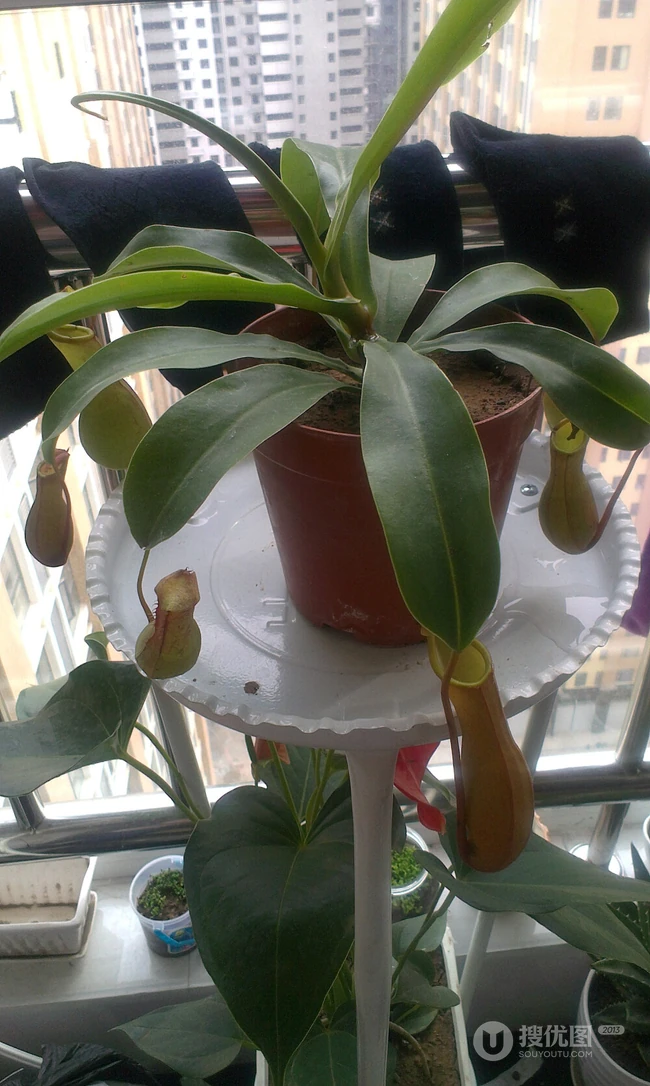 猪笼草，奇特的热带食虫植物猪笼草图片