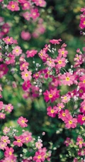女生樱，花期5-11月多年生草本观花植物女生樱图片