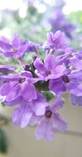 女生樱，花期5-11月多年生草本观花植物女生樱图片