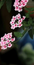女生樱，花期5-11月多年生草本观花植物女生樱图片