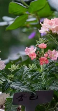 女生樱，花期5-11月多年生草本观花植物女生樱图片