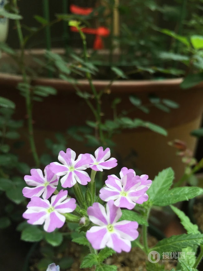 女生樱，花期5-11月多年生草本观花植物女生樱图片