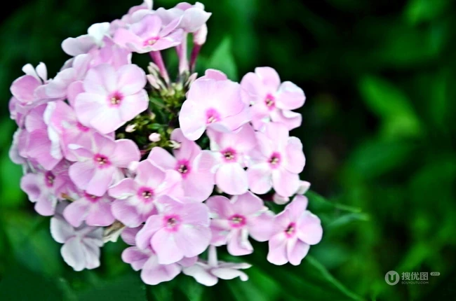 女生樱，花期5-11月多年生草本观花植物女生樱图片