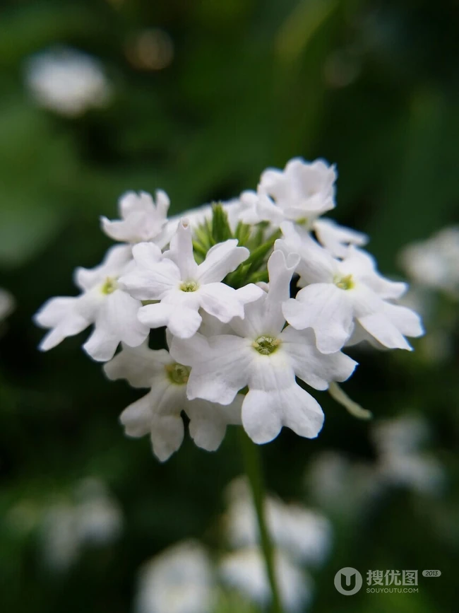 女生樱，花期5-11月多年生草本观花植物女生樱图片