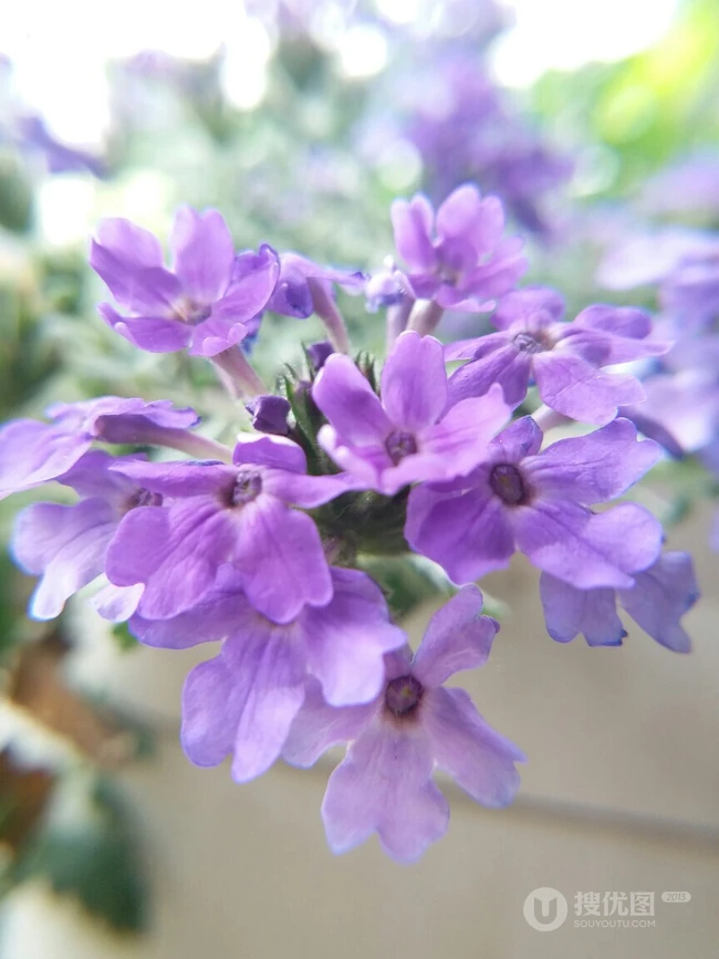 女生樱，花期5-11月多年生草本观花植物女生樱图片