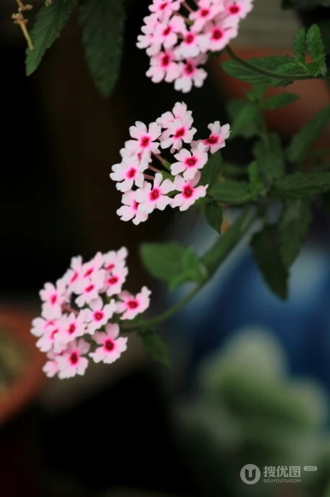 女生樱，花期5-11月多年生草本观花植物女生樱图片