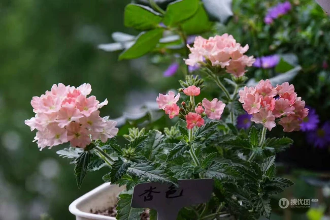 女生樱，花期5-11月多年生草本观花植物女生樱图片