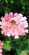 女生樱，花期5-11月多年生草本观花植物女生樱图片