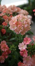 女生樱，花期5-11月多年生草本观花植物女生樱图片