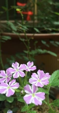 女生樱，花期5-11月多年生草本观花植物女生樱图片
