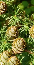 落叶松，落叶松树果实，树叶，树木唯美好看图片