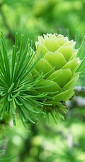 落叶松，落叶松树果实，树叶，树木唯美好看图片