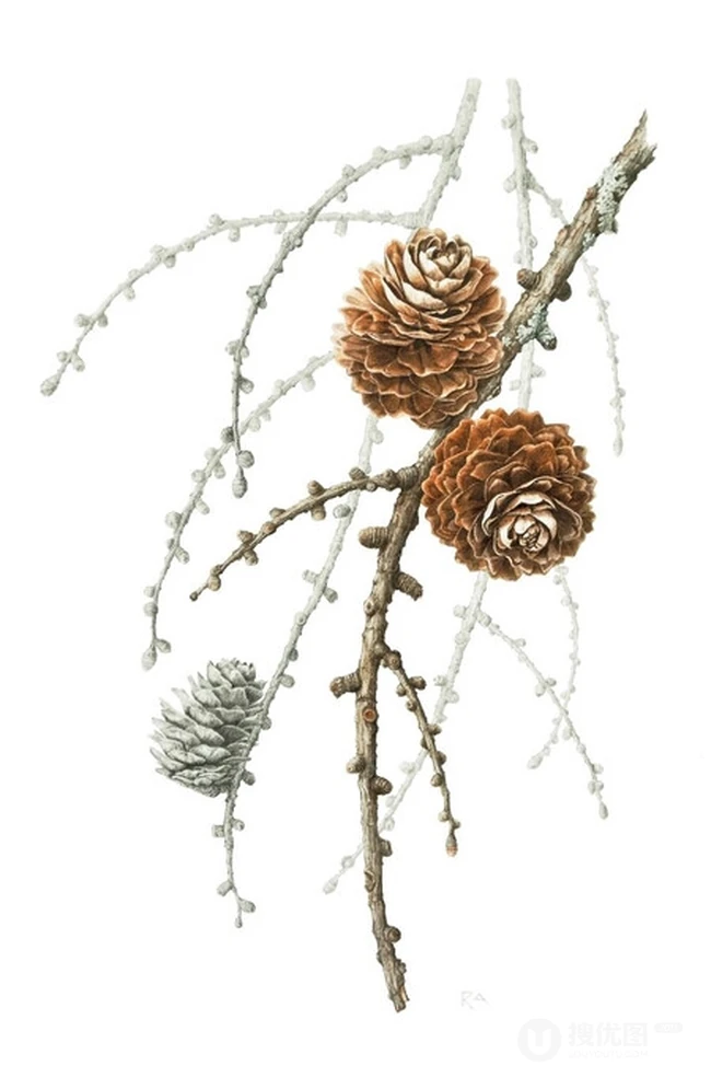 落叶松，落叶松树果实，树叶，树木唯美好看图片