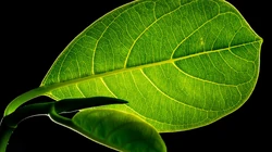 唯美的植物超清4K壁纸&ldquo;四照花，玉簪，波罗蜜&rdquo;免费下载