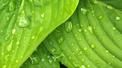唯美的植物超清4K壁纸&ldquo;四照花，玉簪，波罗蜜&rdquo;免费下载
