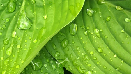 唯美的植物超清4K壁纸&ldquo;四照花，玉簪，波罗蜜&rdquo;免费下载