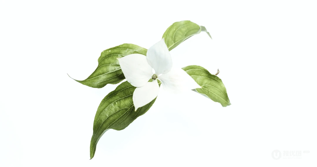 唯美的植物超清4K壁纸&ldquo;四照花，玉簪，波罗蜜&rdquo;免费下载