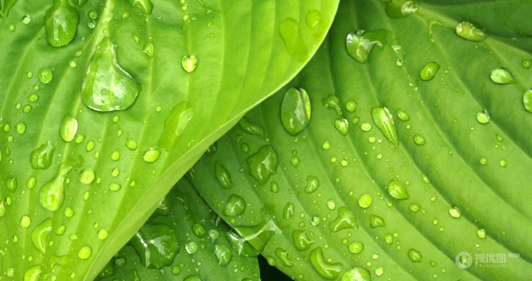 唯美的植物超清4K壁纸&ldquo;四照花，玉簪，波罗蜜&rdquo;免费下载