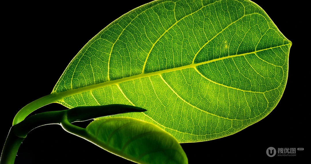 唯美的植物超清4K壁纸&ldquo;四照花，玉簪，波罗蜜&rdquo;免费下载