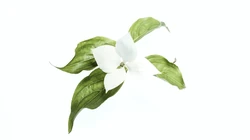 唯美的植物超清4K壁纸&ldquo;四照花，玉簪，波罗蜜&rdquo;免费下载