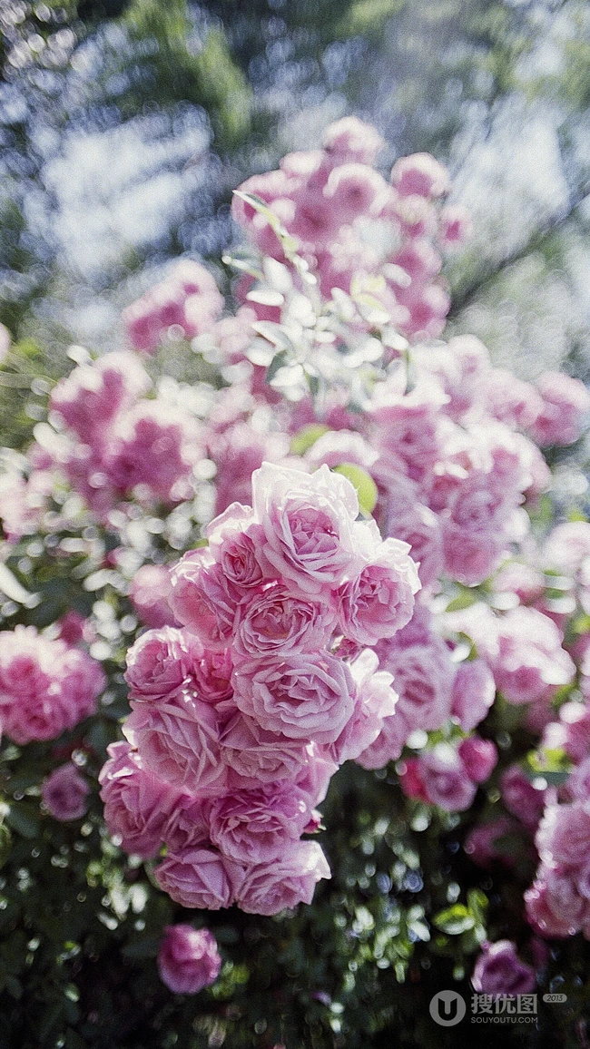 盛开的玫瑰花唯美植物摄影手机壁纸