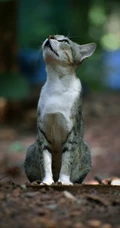 各类可爱的宠物猫高清摄影4K手机壁纸
