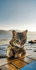 各类可爱的宠物猫高清摄影4K手机壁纸