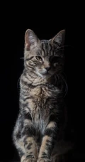各类可爱的宠物猫高清摄影4K手机壁纸