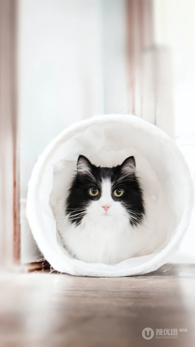 各类可爱的宠物猫高清摄影4K手机壁纸