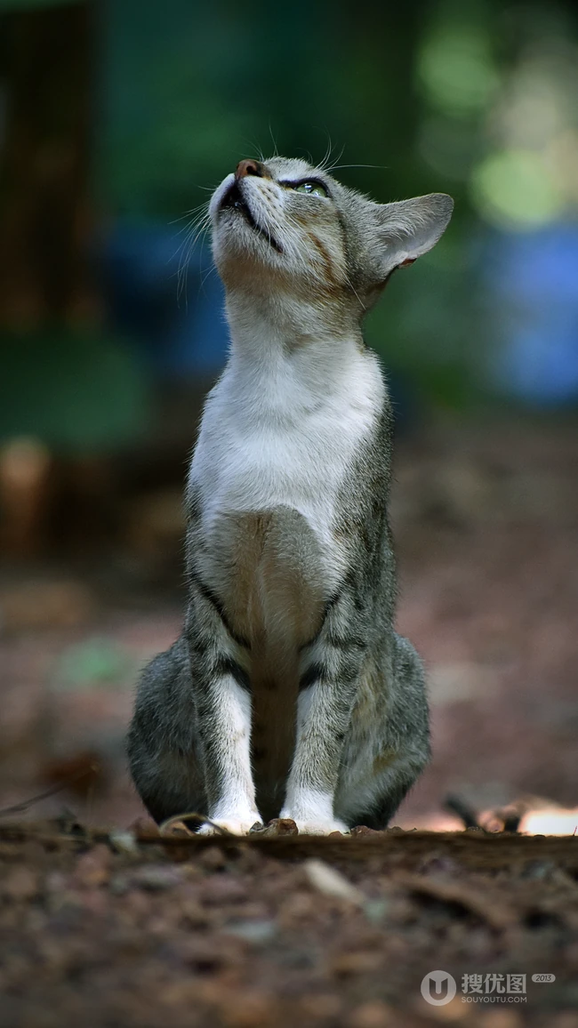 各类可爱的宠物猫高清摄影4K手机壁纸