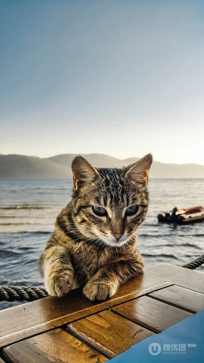 各类可爱的宠物猫高清摄影4K手机壁纸