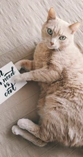 各类可爱的宠物猫高清摄影4K手机壁纸