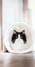 各类可爱的宠物猫高清摄影4K手机壁纸