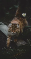 美国短尾猫，中华田园猫，三色猫超清摄影手机壁纸