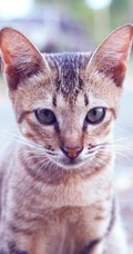 美国短尾猫，中华田园猫，三色猫超清摄影手机壁纸