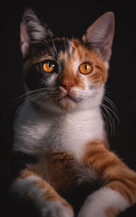 美国短尾猫，中华田园猫，三色猫超清摄影手机壁纸