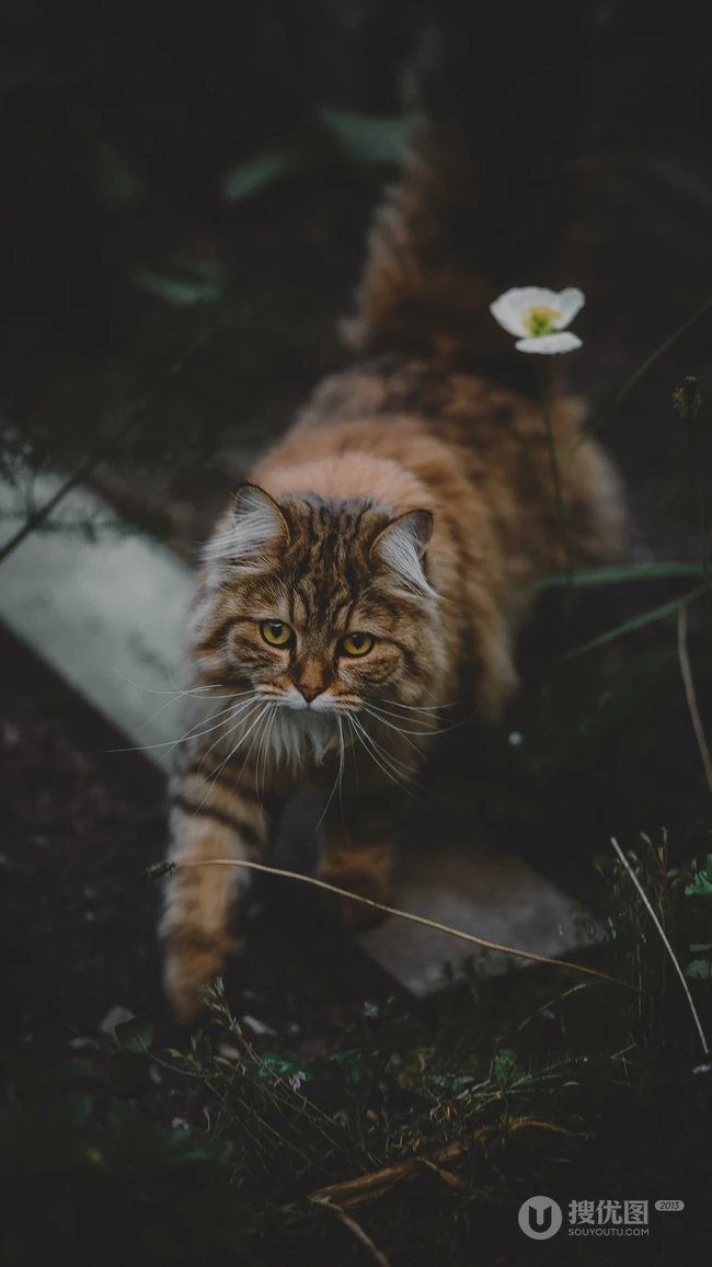 美国短尾猫，中华田园猫，三色猫超清摄影手机壁纸