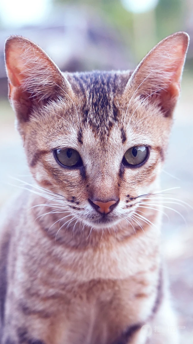 美国短尾猫，中华田园猫，三色猫超清摄影手机壁纸