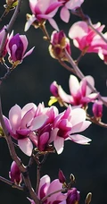 玉兰花，淡紫红色玉兰花枝叶花朵唯美高清图片