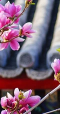 玉兰花，淡紫红色玉兰花枝叶花朵唯美高清图片