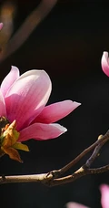 玉兰花，淡紫红色玉兰花枝叶花朵唯美高清图片