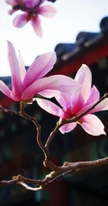 玉兰花，淡紫红色玉兰花枝叶花朵唯美高清图片