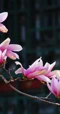 玉兰花，淡紫红色玉兰花枝叶花朵唯美高清图片