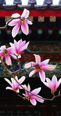 玉兰花，淡紫红色玉兰花枝叶花朵唯美高清图片